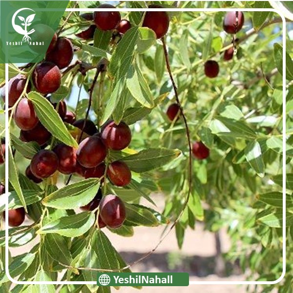 نهال شاه عناب